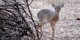 Tanzanie - 2010-09 - 357 - Tarangire - Dik-dik